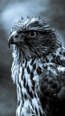 Retrato de Halcón Majestuoso