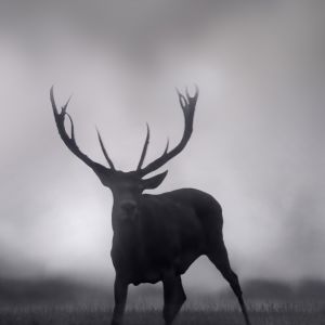 Ciervo Majestuoso en la Niebla
