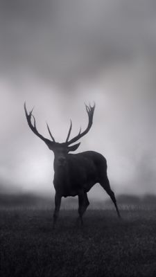 Ciervo Majestuoso en la Niebla