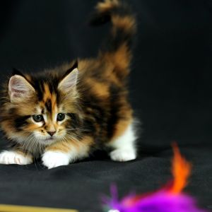 Gatito Maine Coon Adorable