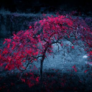 Árbol Rojo Vibrante