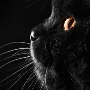 Perfil de Gato Negro