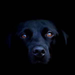 Retrato de Perro Negro