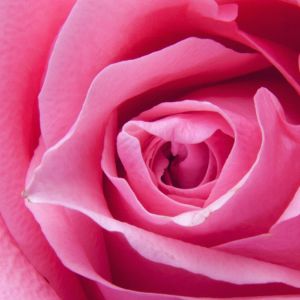 Hermosa Rosa Rosa