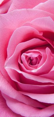 Hermosa Rosa Rosa