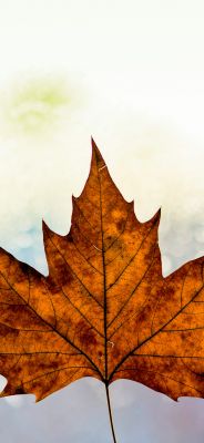 Hoja de Arce Otoñal