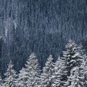 Paisaje Forestal Nevado