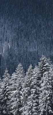 Paisaje Forestal Nevado
