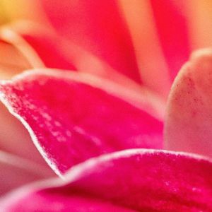 Cerca de flor rosa vibrante