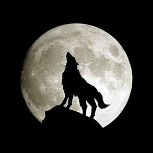 Lobo Aullando a la Luna Llena