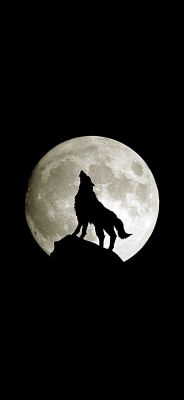 Lobo Aullando a la Luna Llena
