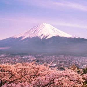 Cerezos y Monte Fuji
