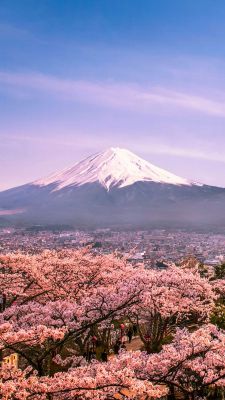 Cerezos y Monte Fuji
